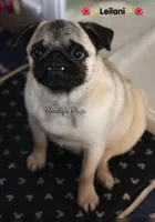 Expected, a  Pug for sale in Summerville, GA – 2 of 2