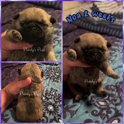 Noa, a male Pug for sale in Summerville, GA – 7 of 7