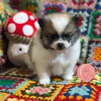 Mario charting 5lb, a male Pomeranian for sale in Summerville, GA – 2 of 7
