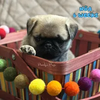 Noa, a male Pug for sale in Summerville, GA – 1 of 7
