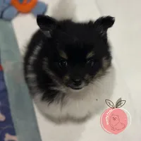 Luigi charting 8lb, a male Pomeranian for sale in Summerville, GA – 2 of 9