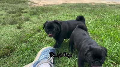Granite, a male Pug for sale in Summerville, GA – 4 of 5