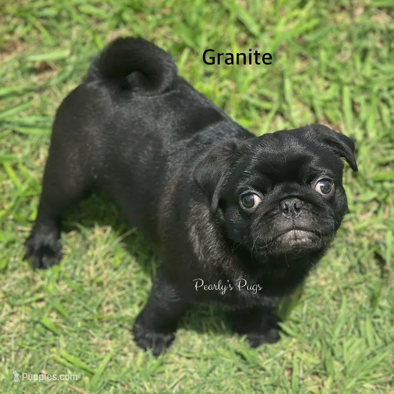 Granite – Pug puppy for sale in Summerville, GA