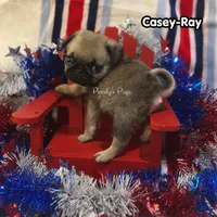 Casey-Ray, a male Pug for sale in Summerville, GA – 2 of 4