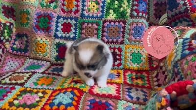 Mario charting 5lb, a male Pomeranian for sale in Summerville, GA – 7 of 7