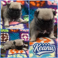 Keanu, a male Pug for sale in Summerville, GA – 1 of 6