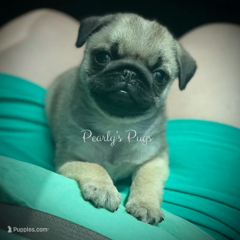 Casey-Ray – Pug puppy for sale in Summerville, GA
