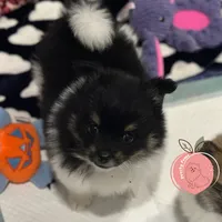 Luigi charting 8lb, a male Pomeranian for sale in Summerville, GA – 1 of 9