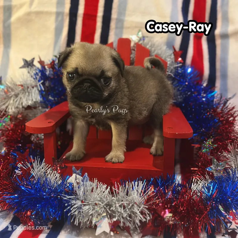 Casey-Ray – Pug puppy for sale in Summerville, GA