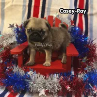 Casey-Ray, a male Pug for sale in Summerville, GA – 1 of 4