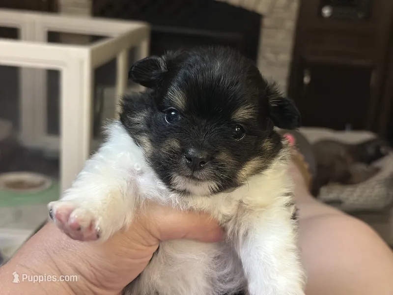 Luigi – Pomeranian puppy for sale in Summerville, GA