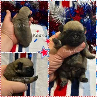 Keanu, a male Pug for sale in Summerville, GA – 2 of 6