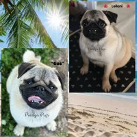 Pika, a male Pug for sale in Summerville, GA – 3 of 3