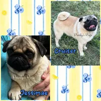 Casey-Ray, a male Pug for sale in Summerville, GA – 4 of 4