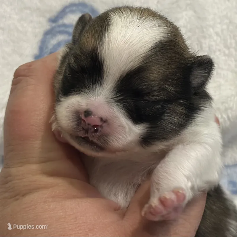 Mario – Pomeranian puppy for sale in Summerville, GA