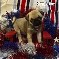 Charlie-Ray, a male Pug for sale in Summerville, GA – 2 of 4