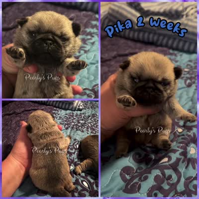 Pika, a male Pug for sale in Summerville, GA – 5 of 5