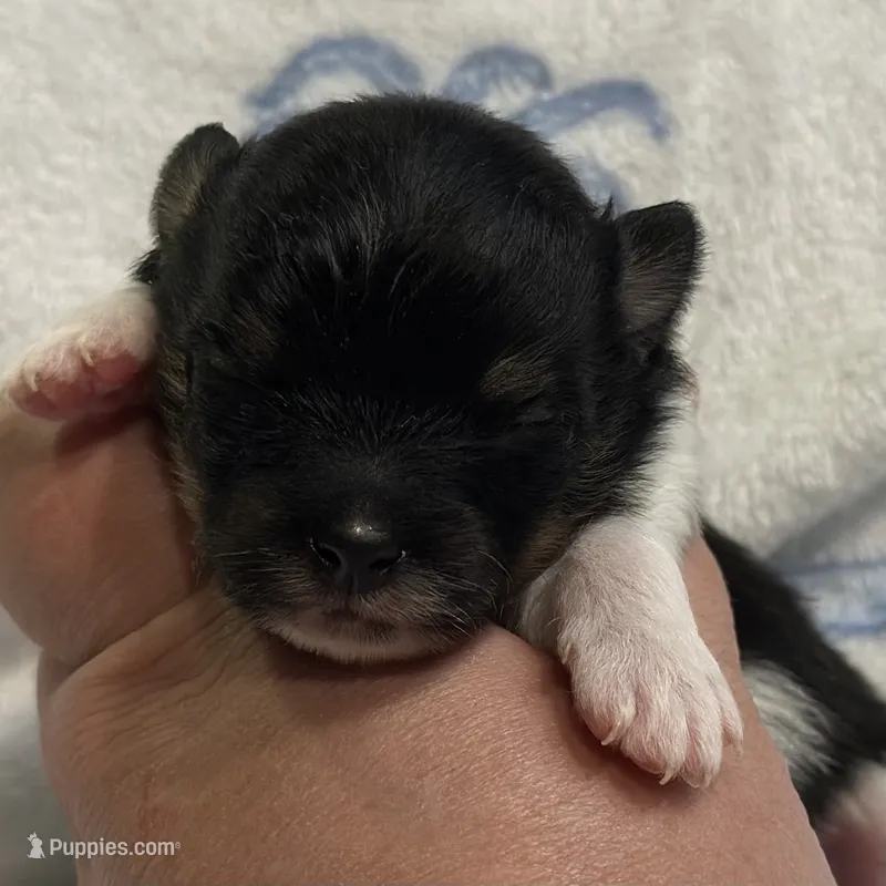 Luigi – Pomeranian puppy for sale in Summerville, GA