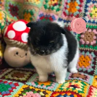 Luigi charting 7lb, a male Pomeranian for sale in Summerville, GA – 1 of 7