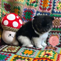 Luigi charting 7lb, a male Pomeranian for sale in Summerville, GA – 2 of 7