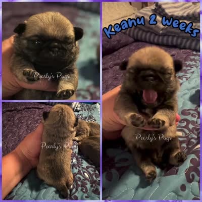 Keanu, a male Pug for sale in Summerville, GA – 6 of 6