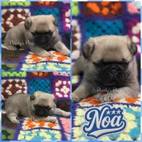 Noa, a male Pug for sale in Summerville, GA – 2 of 7