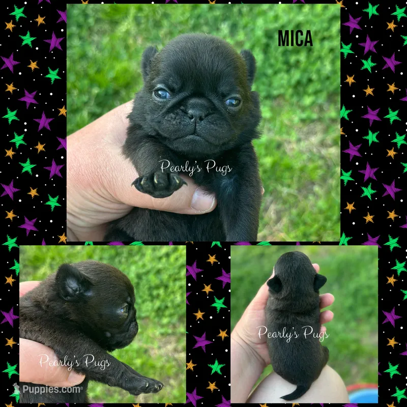 Mica – Pug puppy on hold in Summerville, GA