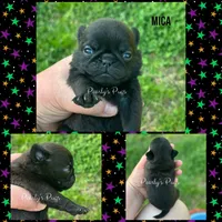 Mica, a female Pug for sale in Summerville, GA – 1 of 3