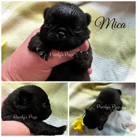 Mica, a female Pug for sale in Summerville, GA – Photo 1 of 2