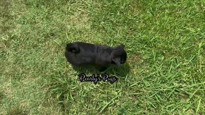 Granite, a male Pug for sale in Summerville, GA – 5 of 5