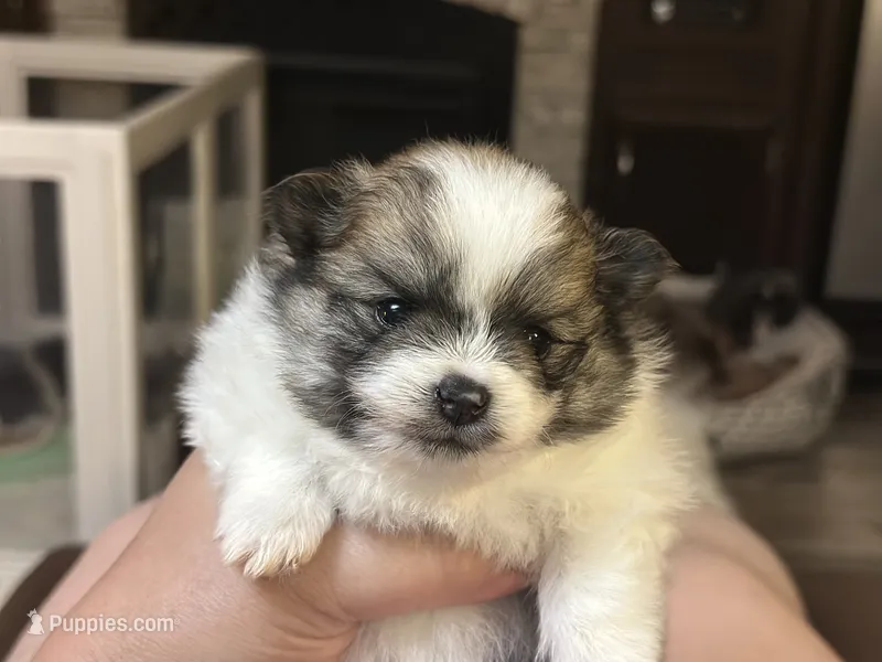Mario – Pomeranian puppy for sale in Summerville, GA