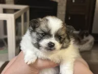 Mario charting 5lb, a male Pomeranian for sale in Summerville, GA – 3 of 7