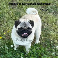 Expected, a  Pug for sale in Summerville, GA – 1 of 2