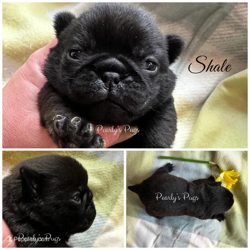 Shale – Pug puppy for sale in Summerville, GA
