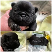 Shale, a male Pug for sale in Summerville, GA – Photo 1 of 2