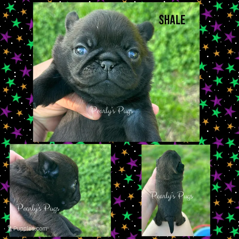 Shale – Pug puppy for sale in Summerville, GA