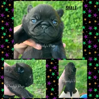 Shale, a male Pug for sale in Summerville, GA – 1 of 3