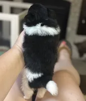 Luigi charting 7lb, a male Pomeranian for sale in Summerville, GA – 4 of 7
