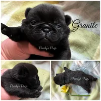 Granite, a male Pug for sale in Summerville, GA – Photo 1 of 2