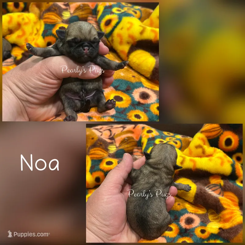 Noa – Pug puppy for sale in Summerville, GA