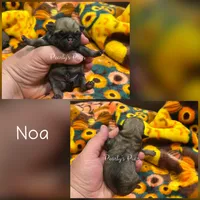 Noa, a male Pug for sale in Summerville, GA – 1 of 3