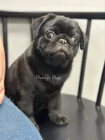 Granite, a male Pug for sale in Summerville, GA – 3 of 5