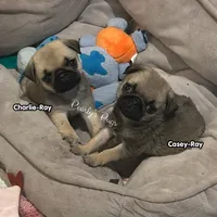 Casey-Ray, a male Pug for sale in Summerville, GA – 3 of 4