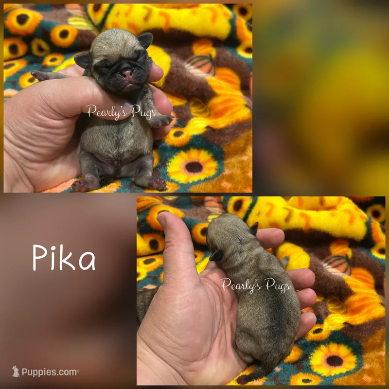 Pika – Pug puppy for sale in Summerville, GA