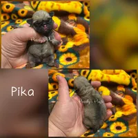 Pika, a male Pug for sale in Summerville, GA – 1 of 3