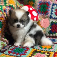 Mario charting 5lb, a male Pomeranian for sale in Summerville, GA – 1 of 7