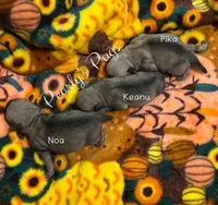 Pika, a male Pug for sale in Summerville, GA – 2 of 3