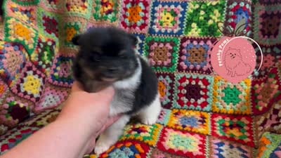Luigi charting 7lb, a male Pomeranian for sale in Summerville, GA – 7 of 7