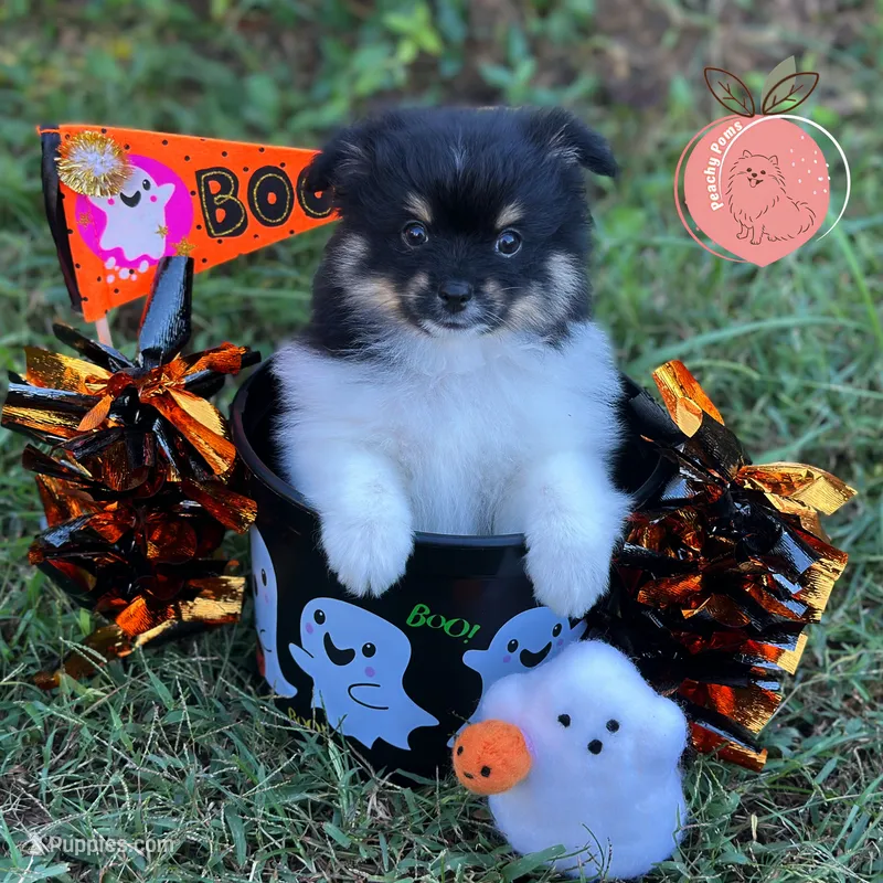 Luigi charting 8lb – Pomeranian puppy for sale in Summerville, GA