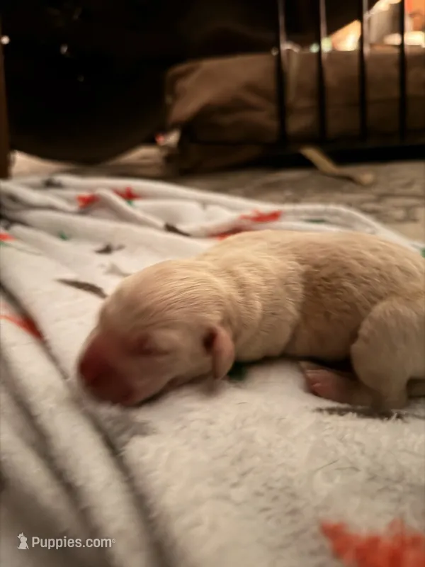 Yellow male  – Labrador Retriever puppy for sale in Summerville, SC